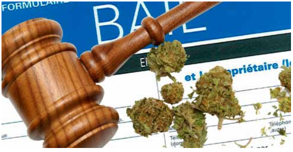 Marijuana : Sondage auprès des propriétaires de logements locatifs