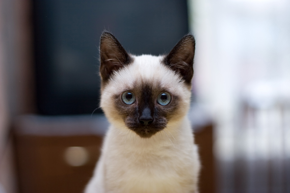 Déménagement - Attention à vos petits amis, les animaux de compagnie.