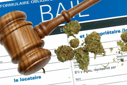 Plus que 12 jours pour vous inscrire! La marijuana dans les logements, c'est le temps d’y penser