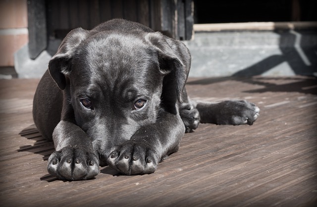 Animaux en logement et clause interdisant les animaux