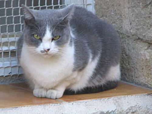 Interdiction d'animaux et zoothérapie