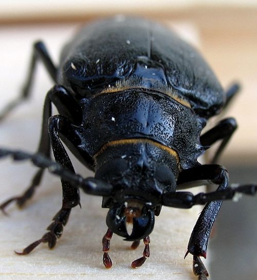 Comment se débarrasser des coquerelles dans un logement