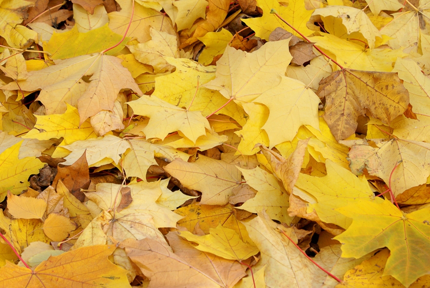 Tombée des feuilles; les voisins se doivent de la tolérance