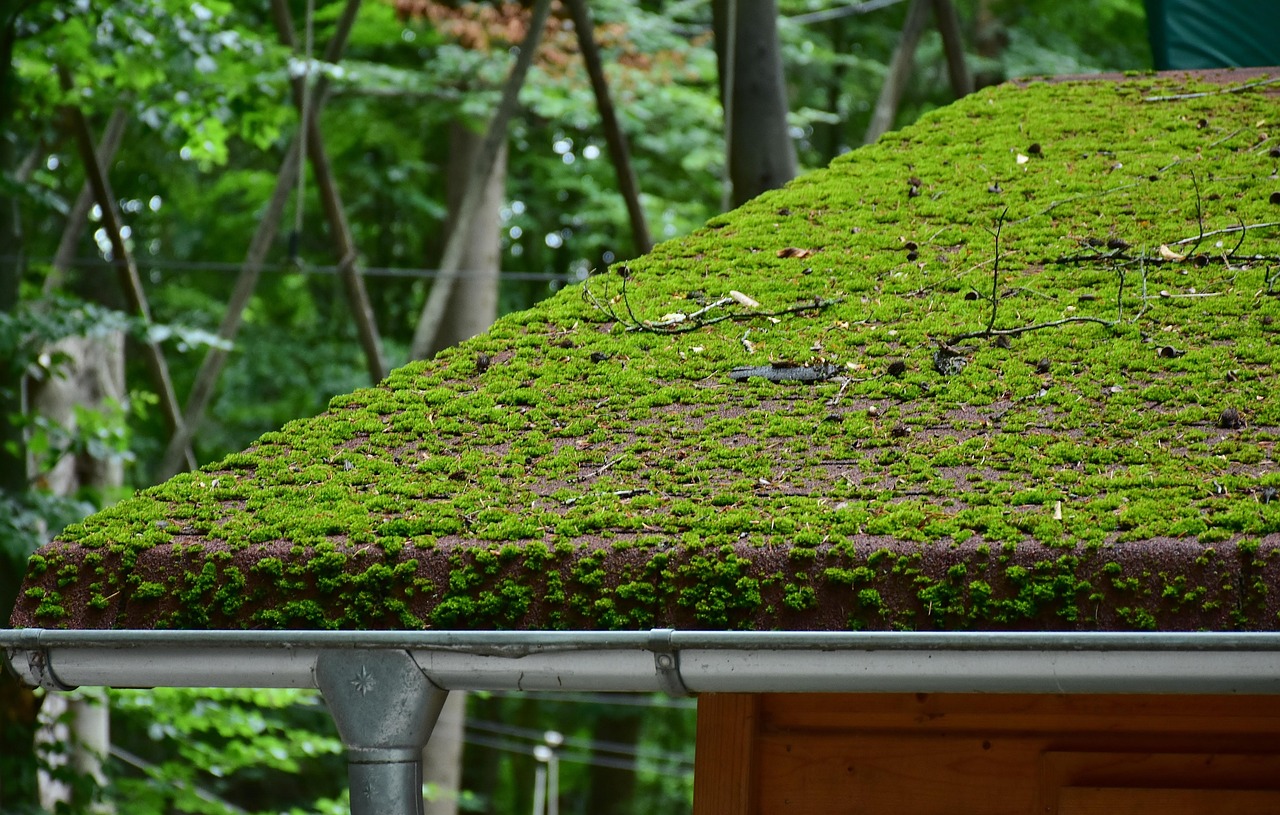 Ne laissez pas vos gouttières se transformer en jardinières – Prévenez les dégâts avant qu’ils n’arrivent